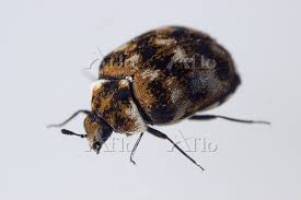 varied carpet beetle anthrenus