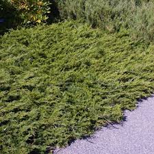 calgary carpet juniper