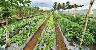 Vegetable Farming Organic Farming