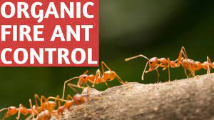 get fire ants out of your garden beds