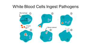 What Is The Color And Shape Of White Blood Cells Socratic