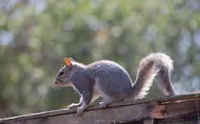 Got Squirrels In Your Chimney Here S