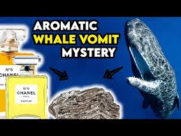 ambergris why is whale vomit used in