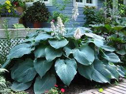28 Big Leaf Outdoor Plants Large