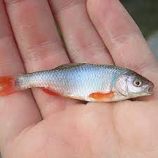 6 Small Pond Fish Species Best Small