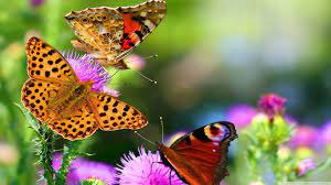 Butterfly wallpapers 1366x768 (laptop ...