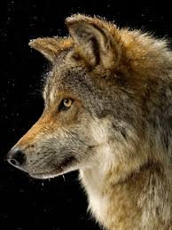wolf national geographic