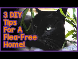 cat fleas in your home 3 diy tips