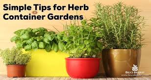 Growing Herbs In Container Gardens