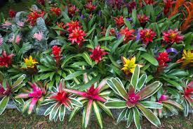 propagating bromeliad plants in your