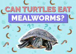 can turtles eat mealworms vet reviewed