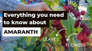amaranth from growing and harvesting