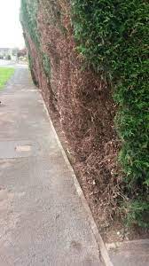 leylandii hedge removal bbc