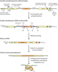 An Overview Of The Central Dogma Of Molecular Biology The