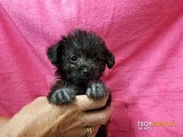 chihuahua poodle mix puppies