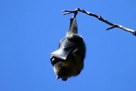 how dangerous are bats