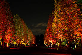 enchanting autumn light up at shinjuku