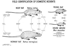 All About Rats
