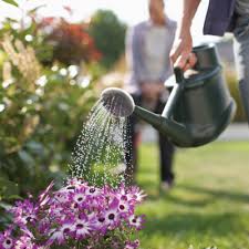 Tips For Gardening In Bozeman