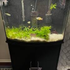 36 gallon bow front aquarium with stand