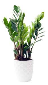 Love making your home look like a jungle? Zz Plant Care Exposure Watering Propagation Diseases Pests Varieties