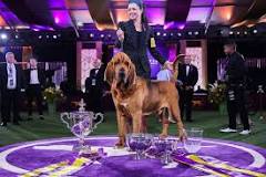 Image result for trumpet the bloodhound