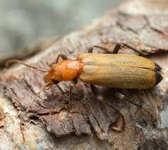 identifying wood boring insects