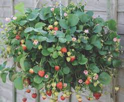 To Grow Fruit Trees Plants