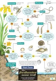Freshwater Name Trail Identification Chart By Orton R