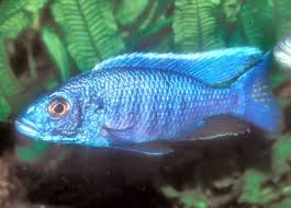 Electric Blue Hap Sciaenochromis Fryeri Cichlid Fish Guide