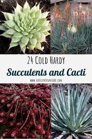 We've arranged the list in alphabetical order, but you should keep in mind that in some cases there might be other names to go by. 24 Cold Hardy Cacti And Succulents That Can Withstand Frost Succulent Plant Care