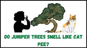 do juniper trees smell like cat