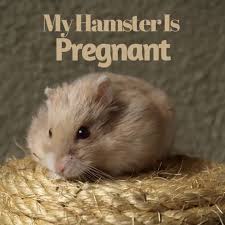 my hamster is pregnant now what