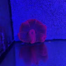 anemone stictyla haddoni