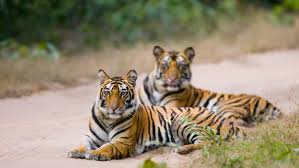 top 25 wildlife sanctuaries in india