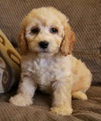 Cockapoo puppies are nonshedding and very easy to train. Puppies For Sale Cockapoo Puppies Puppies Cockapoo