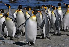 What do penguins look like? Penguin Facts Types Habitat Diet Adaptations Pictures
