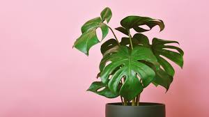 13 best artificial plants to in