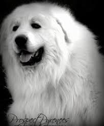 Great pyrenees take a few years to mature from puppyhood. Prospect Pyrenees Welcome