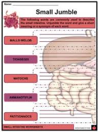 small intestine facts worksheets