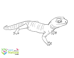 A gecko is a special type of lizard. Gecko Coloring Page Learn About Nature