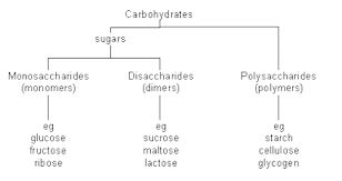 difference monosaccharide disaccharide