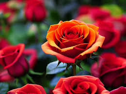 rose flower pictures beautiful roses