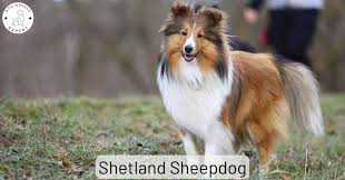 the shetland sheepdog from the