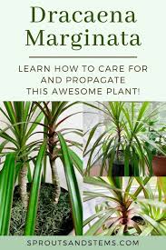 Video of the day step 2 How To Care For And Propagate Dracaena Marginata Sprouts And Stems