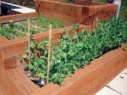 Vegetable Gardening A Beginner S Guide