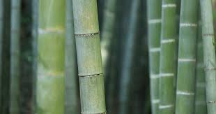 Bamboo Rush 2019: oggetti di design per valorizzare le ...