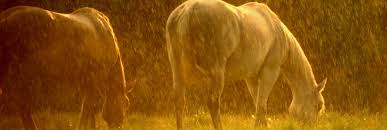 do-horses-like-to-be-in-the-rain