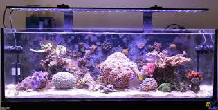 Sync Aquarium Lighting And Flow With The Current Usa Loop Marine Depot Blog