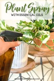 natural plant spray for indoor